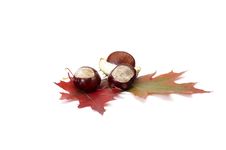 Colorful Autumn Leaves And Chestnuts. Stock Images
