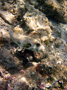 Pufferfish Royalty Free Stock Images Pufferfish Royalty Free Stock Images