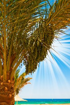 Date Palm With Green Unripe Dates And Blue Ocean. Royalty Free Stock Photography Date Palm With Green Unripe Dates And Blue Ocean. Royalty Free Stock Photography