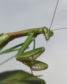 Praying Mantis Against Sky Royalty Free Stock Images