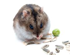 Dwarf Hamster Clicks Sunflower Seeds Royalty Free Stock Photo