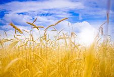 Field Of Rye Royalty Free Stock Photography Field Of Rye Royalty Free Stock Photography