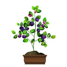 Bilberry Bush In Flowerpot Stock Image Bilberry Bush In Flowerpot Stock Image
