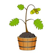 Oak Tree With Acorn Royalty Free Stock Photo Oak Tree With Acorn Royalty Free Stock Photo