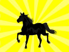 Beautiful Black Horse Royalty Free Stock Photo