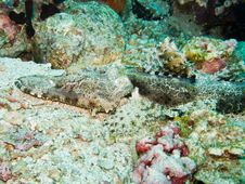 Crocodile Fish Royalty Free Stock Photo Crocodile Fish Royalty Free Stock Photo