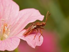 Plant Bug In Red Flower Royalty Free Stock Photo Plant Bug In Red Flower Royalty Free Stock Photo