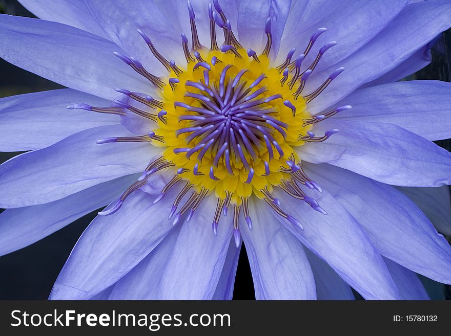 Purple Water Lily in Thailand