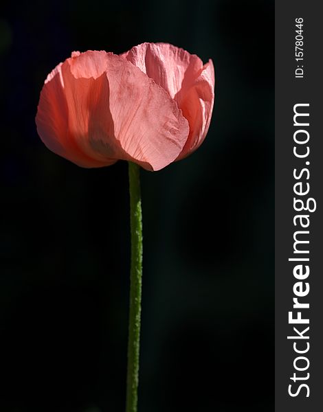 Red Poppy isolated on a black background