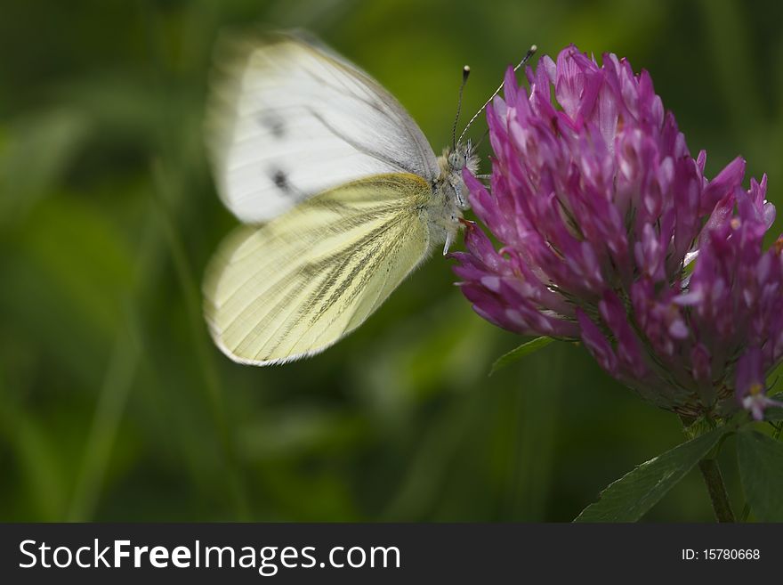 Large white buttefly