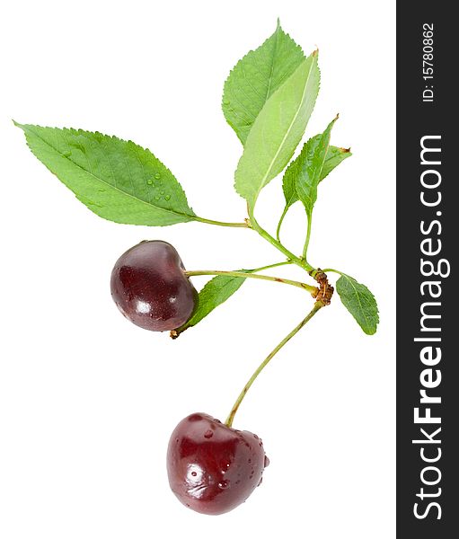 Two sweet cherries with leaves, isolated on white