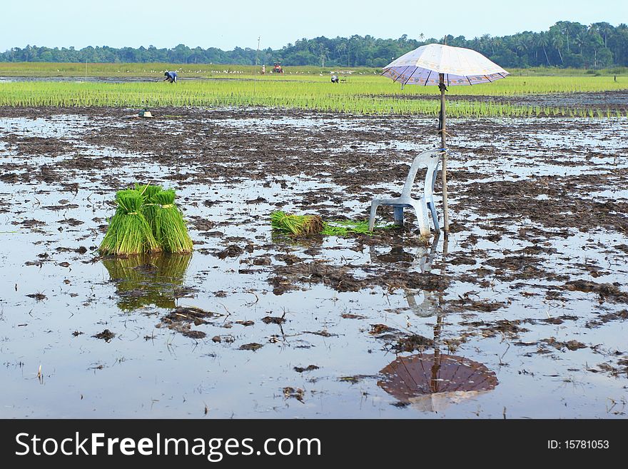Rice Plants, South of Thailand