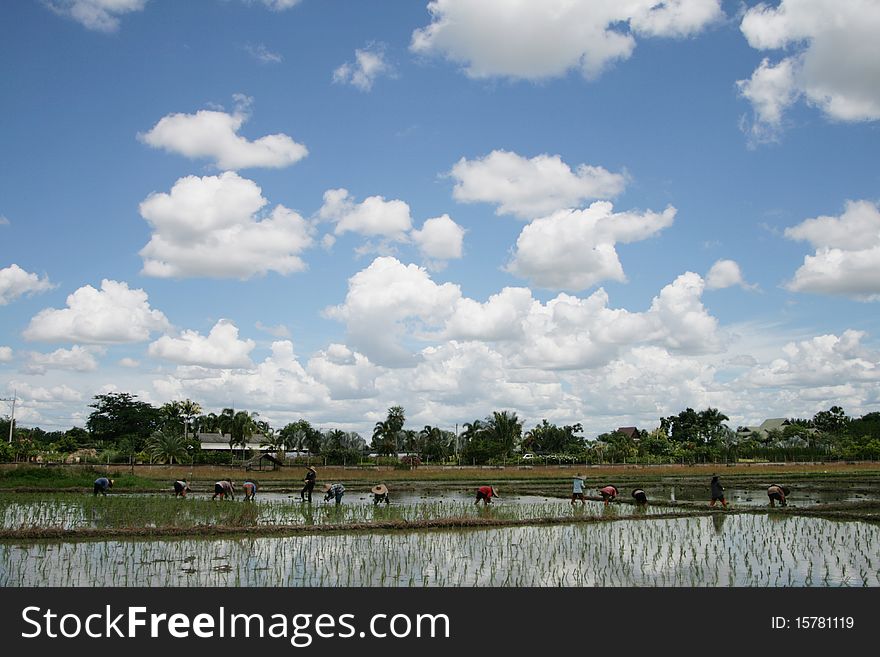 Are helping farmers farm on the beautiful sky. Are helping farmers farm on the beautiful sky