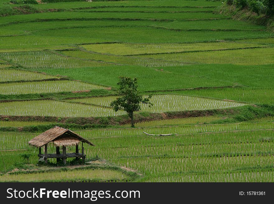 Green rice fields of growing rice. Green rice fields of growing rice.