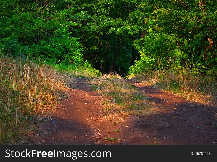 Summer scene in the forest