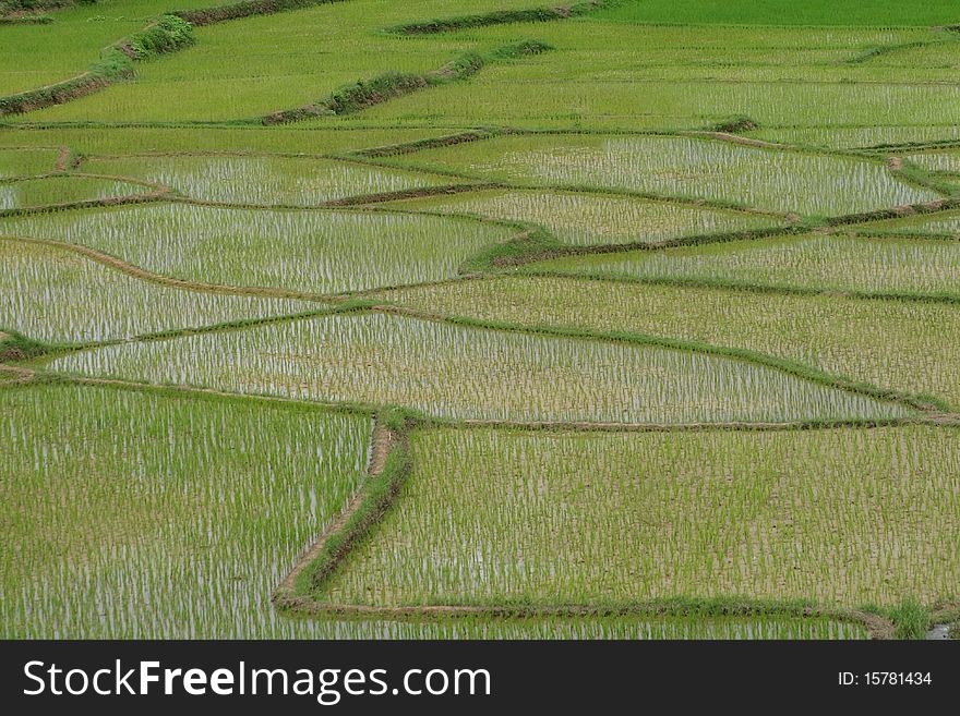 Green rice fields of growing rice.