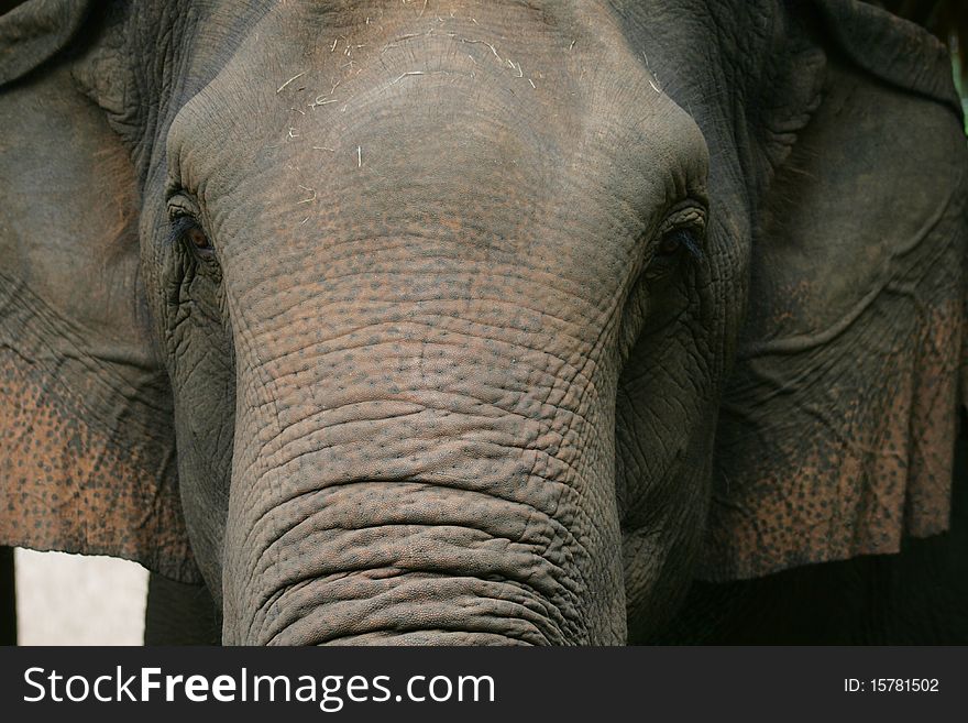 Asian elephants are standing looking. Asian elephants are standing looking