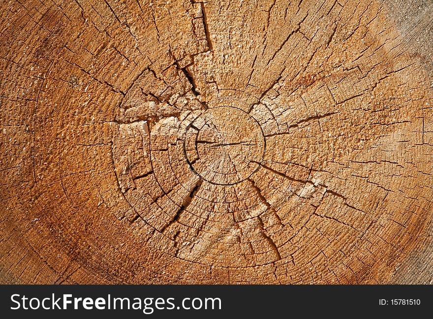 A log of pine in the context of. A log of pine in the context of