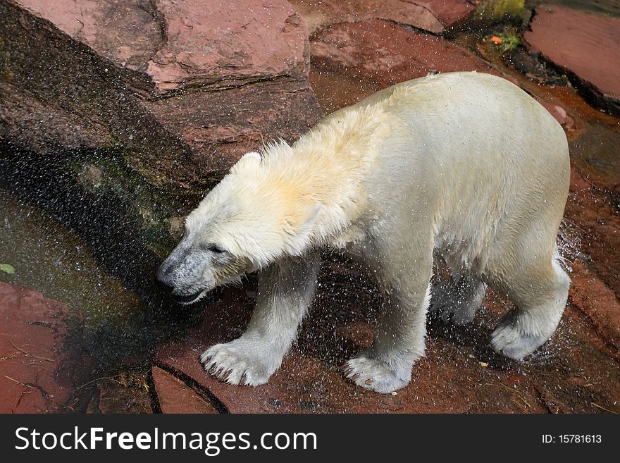 Polar Bear Freshly From The Water