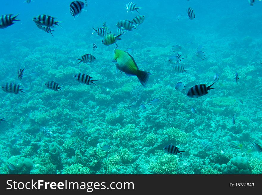 Underwater landscape of Red Sea. Underwater landscape of Red Sea