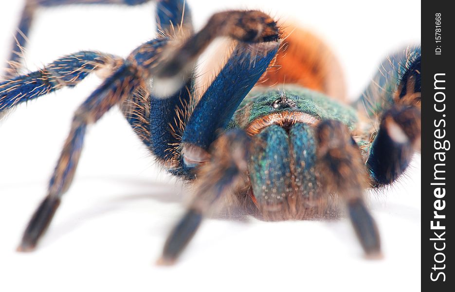 Beautiful spider on a white. Beautiful spider on a white