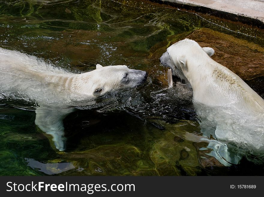 Two polar bears meet in the water and of the left gets the upper hand almost a little, appears in such a way, because the rights puts on from the start the ears. Two polar bears meet in the water and of the left gets the upper hand almost a little, appears in such a way, because the rights puts on from the start the ears.