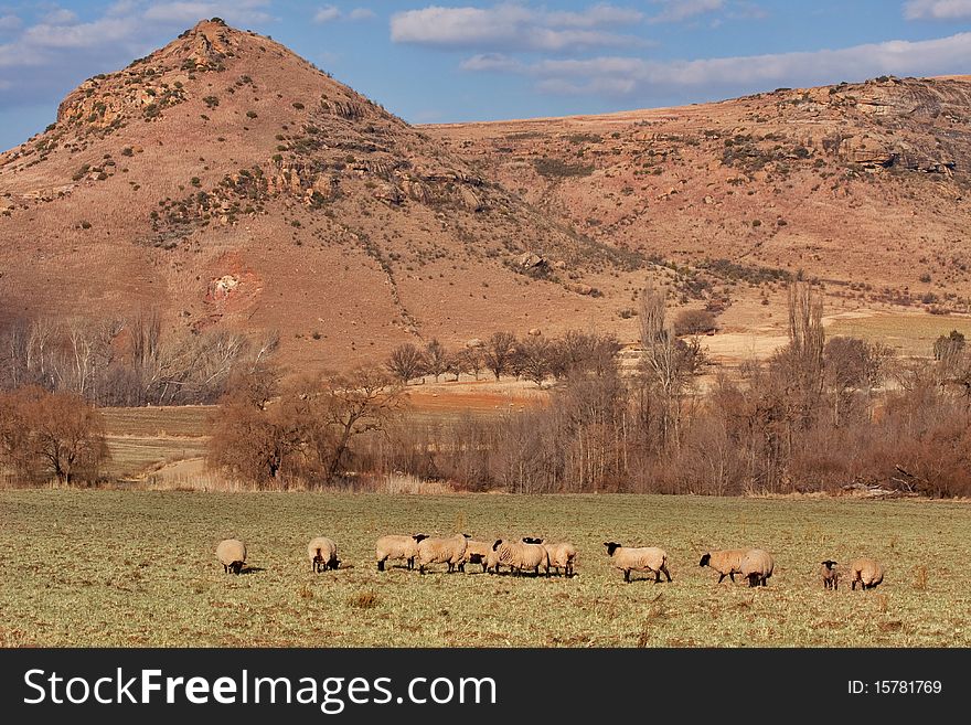 Flock of farm sheep on winter grazing with mountain in the background