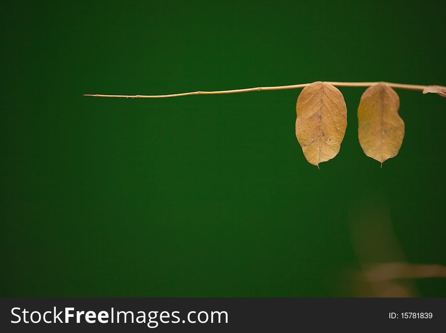 Two autumn leaves on green