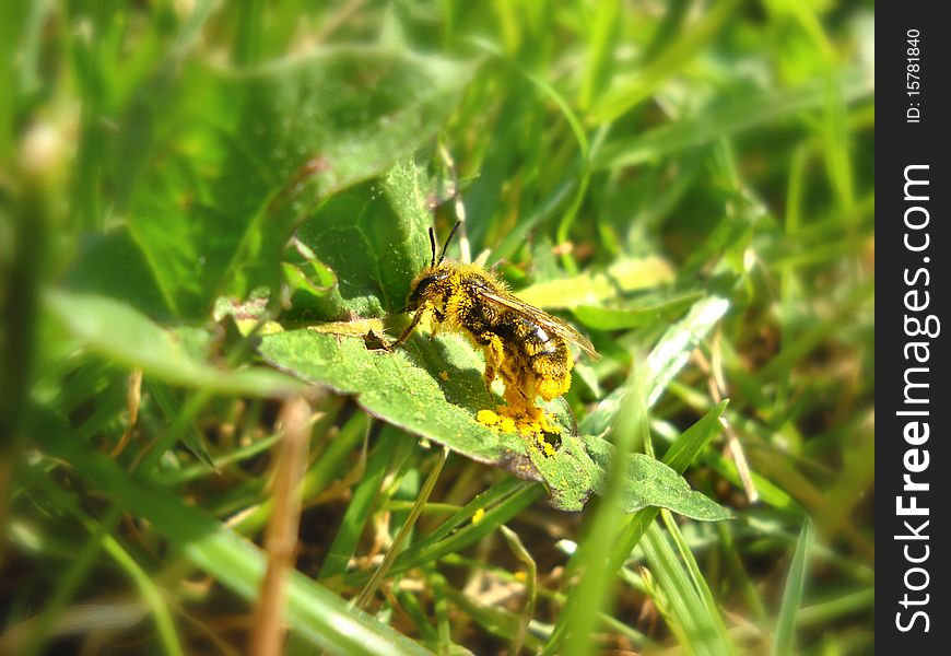 Bee full of yellow pollen on green leaf over blur natural background. Bee full of yellow pollen on green leaf over blur natural background