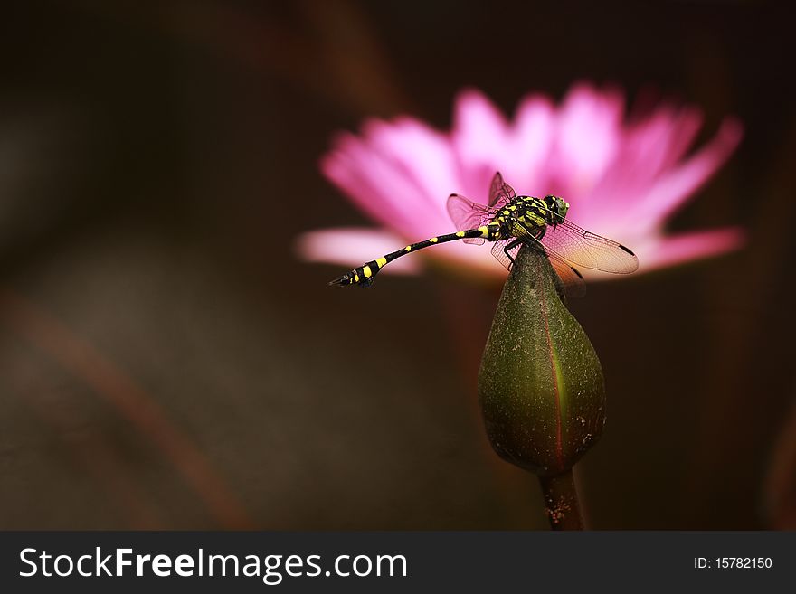 The dragonfly Standing in a lotus
