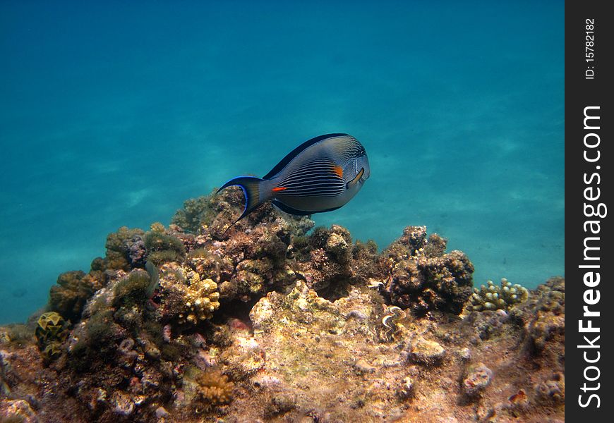 Acanthurus sohal swimms free in the sea