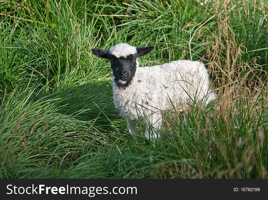 Little Lamb in the tall grass. Little Lamb in the tall grass