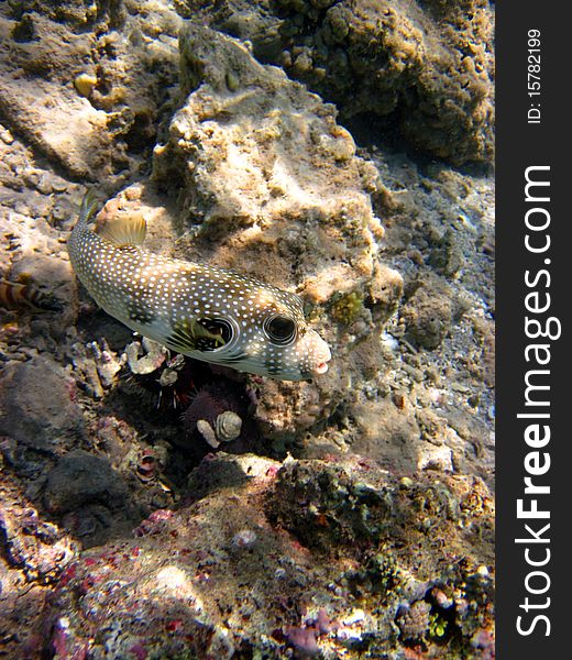 Whitespotted pufferfish with stones as background