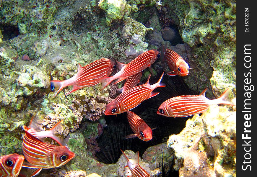Group of soldier fishes in the red sea