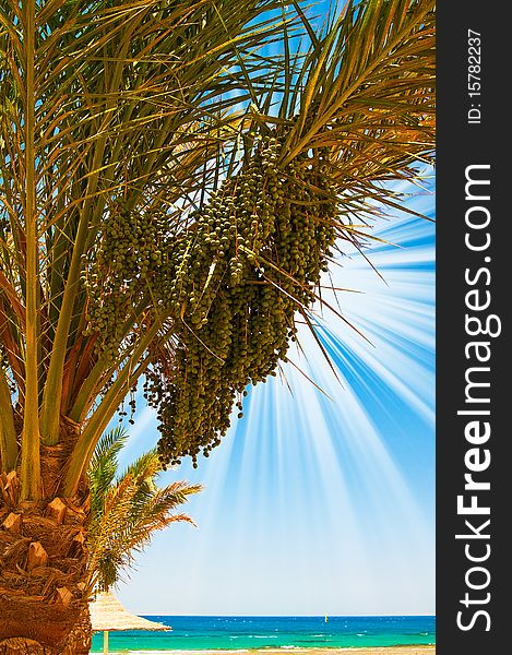 Date palm with green unripe dates and blue ocean.