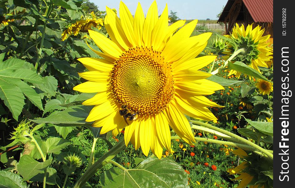Sunflower with a bee on field