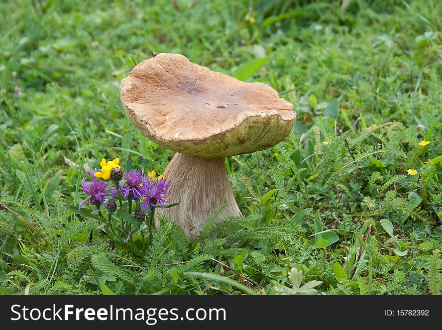 Cep mushroom