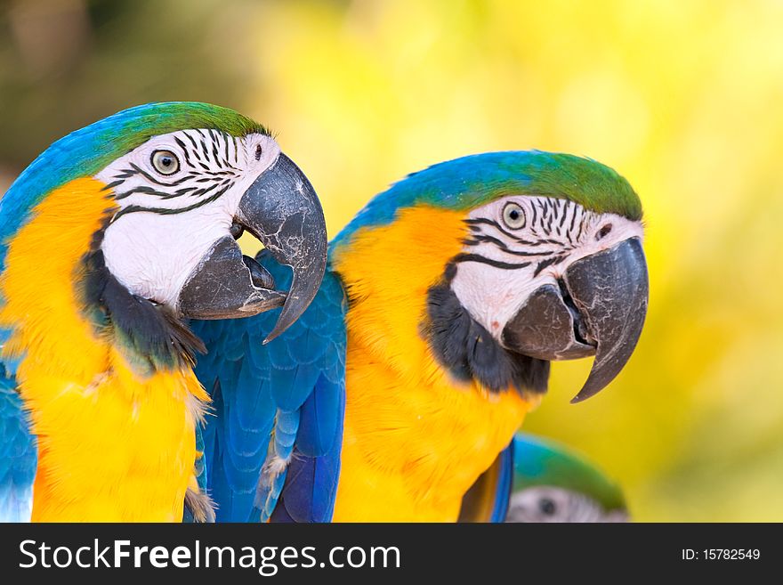 Two yellow blue macaws closeup