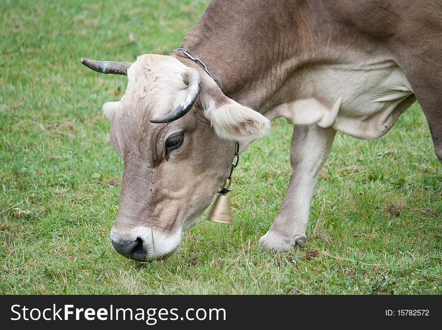 A cow grazes in a meadow. A cow grazes in a meadow
