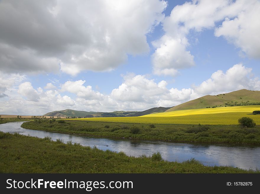 The rapeseed fields beside the river in summer. The rapeseed fields beside the river in summer
