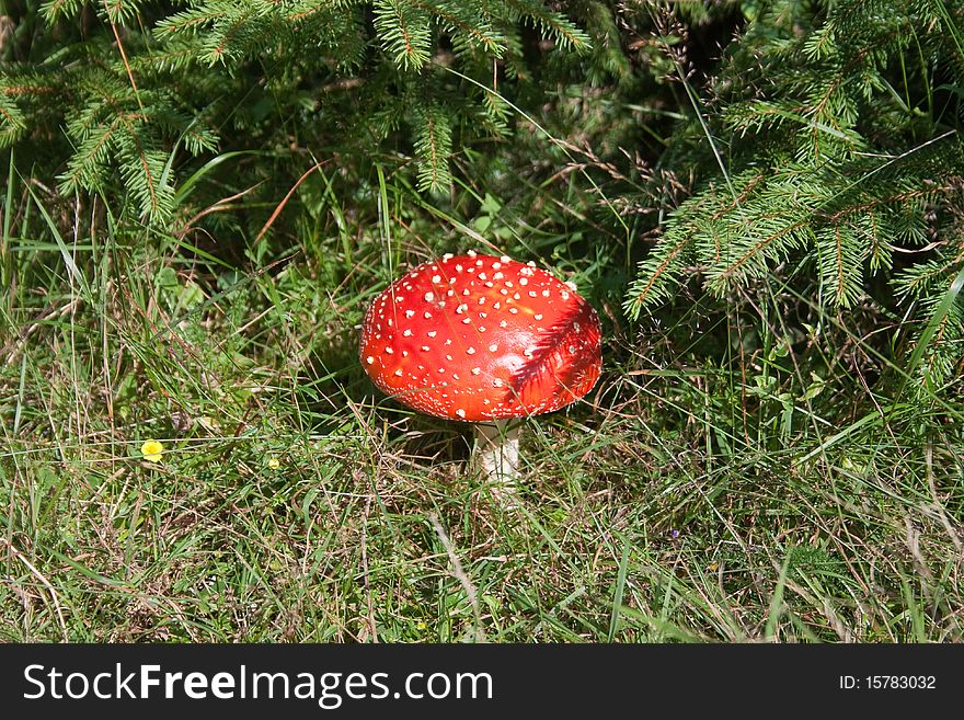 Amanita mushroom with red head