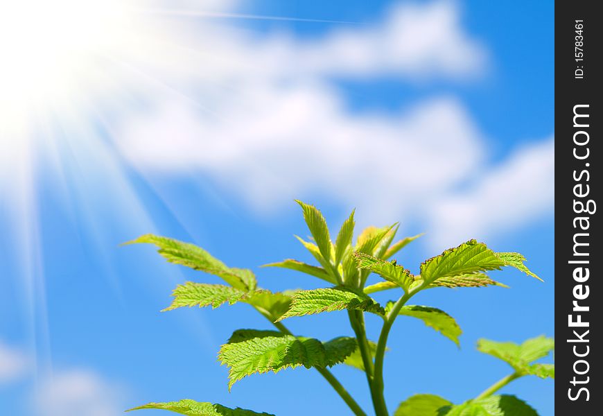 Green sprout on blue sky