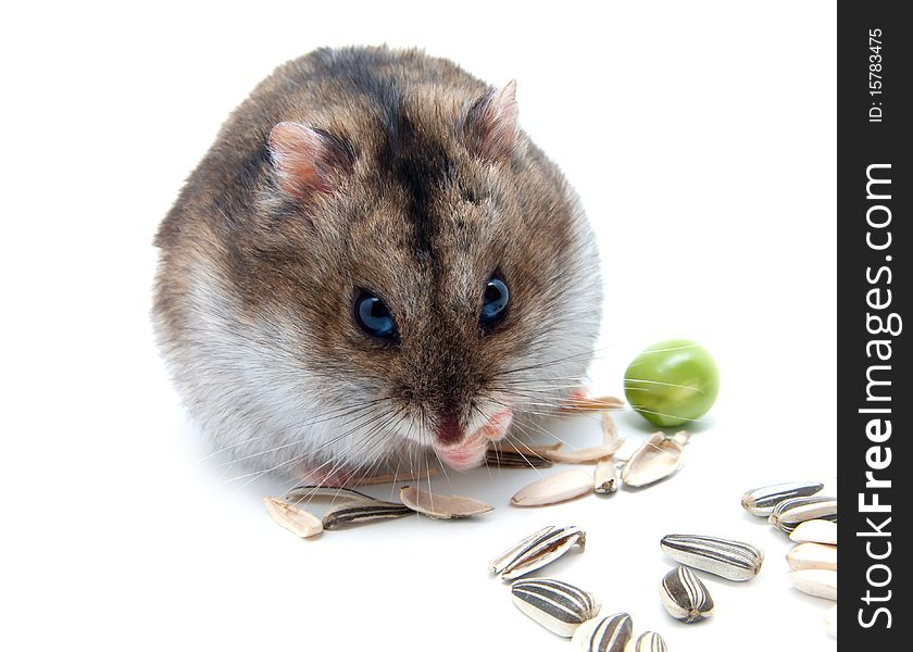 Dwarf hamster clicks sunflower seeds on white background