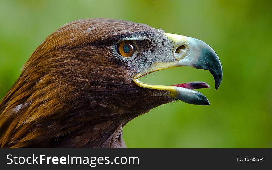 Profile shot of a Golden Eagle (Aquila chrysaetos)