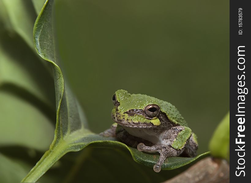 Baby Tree Frog