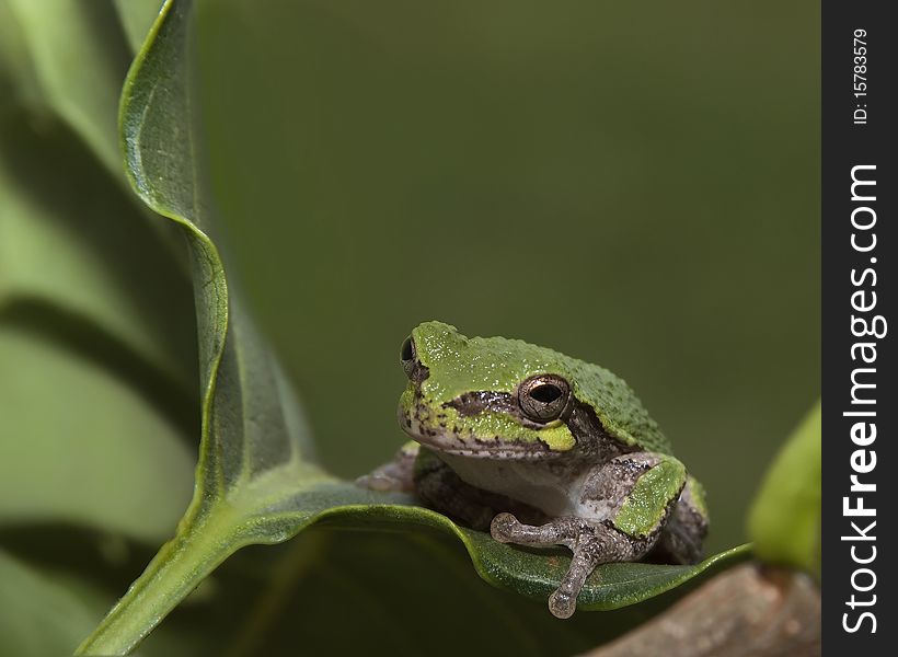 Macro image of a young (2 week) tree frog sitting on a leaf. Excellent focus and depth of field. This tree frog species was photographed in the Mid-West USA in Indiana, and illustrates the benefits of avoiding pesticides and natural pest control. Macro image of a young (2 week) tree frog sitting on a leaf. Excellent focus and depth of field. This tree frog species was photographed in the Mid-West USA in Indiana, and illustrates the benefits of avoiding pesticides and natural pest control.