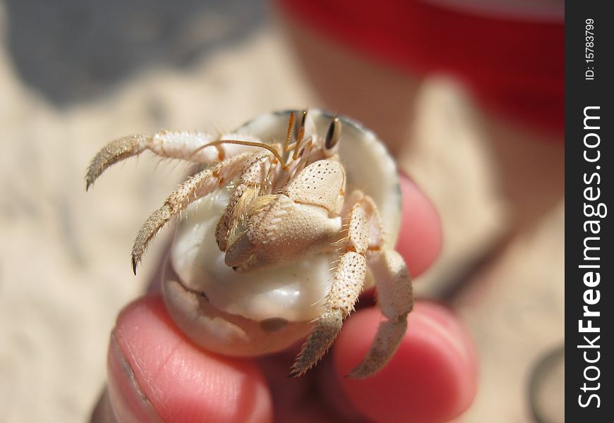 Macro of crab in hand on the beach
