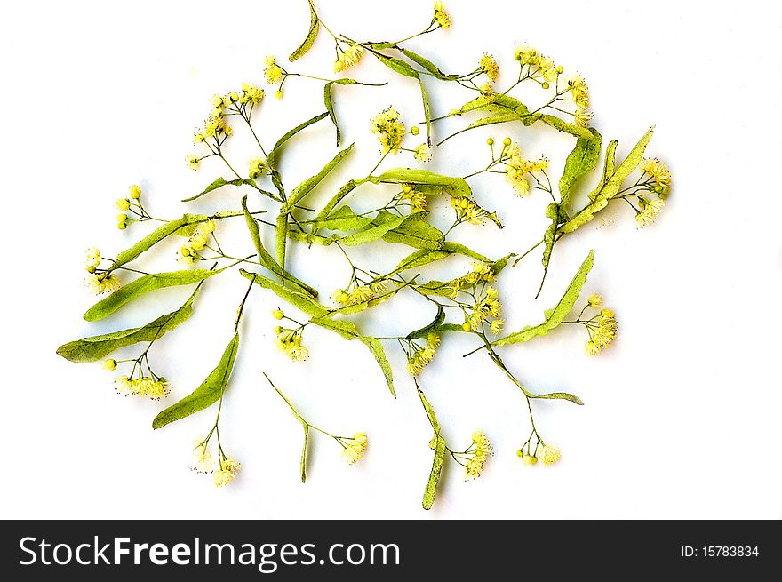 Flowerses of the lime  on white background