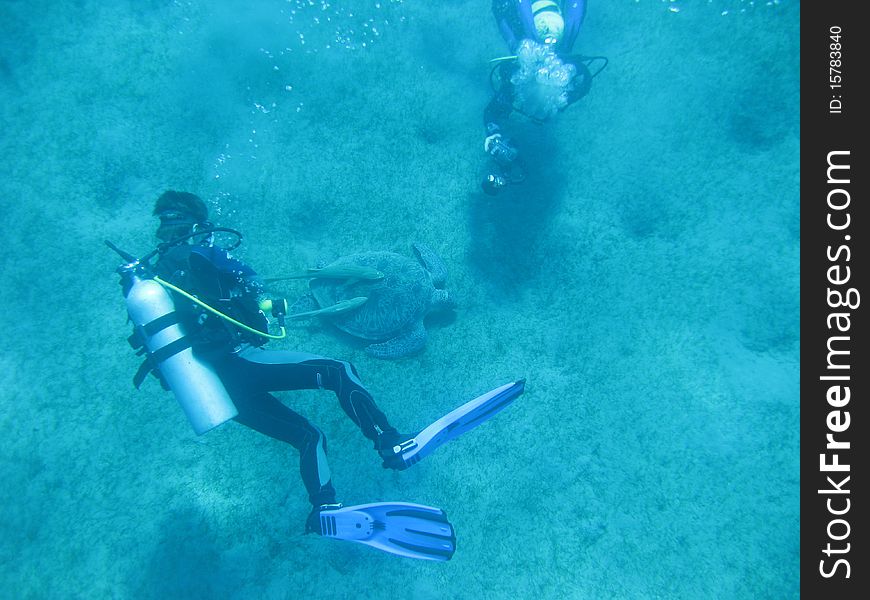 Sea turtle with divers in Red Sea, Egypt