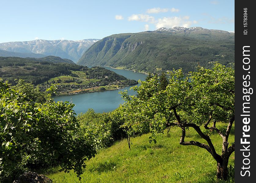 Fields and orchards in the rural countryside behind Hardangerfjord. Fields and orchards in the rural countryside behind Hardangerfjord